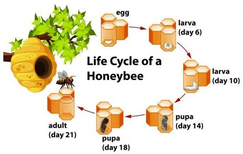 Life cycle of a honeybee | Premium Vector #Freepik #vector #background #tree #icon #nature ...