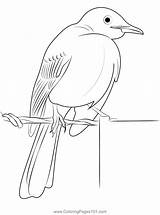 Yellow Headed Mockingbird Coloring Page For Kids  Free Mockingbirds sketch template