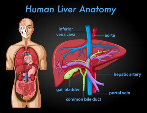 Free Vector | Information poster of human liver anatomy