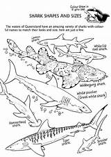 33 Free Shark Coloring Pages Printable sketch template