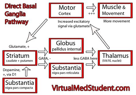 The Direct Basal Ganglia Pathway - VirtualMedStudent.com