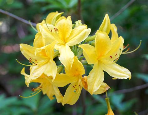 YELLOW AZALEA - Environment Controls