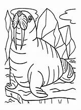 30  Walrus Coloring Pages Free Printable PDF JPG PNG & Online Coloring sketch template