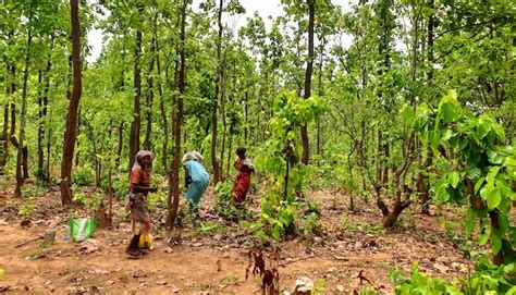 Best of 2019: Tribal rights over forests essential to combat climate change - India Climate Dialogue