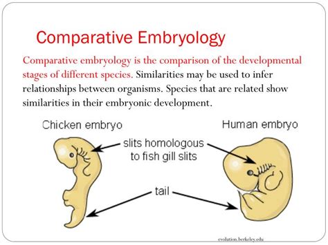 What Is Comparative Embryology Examples