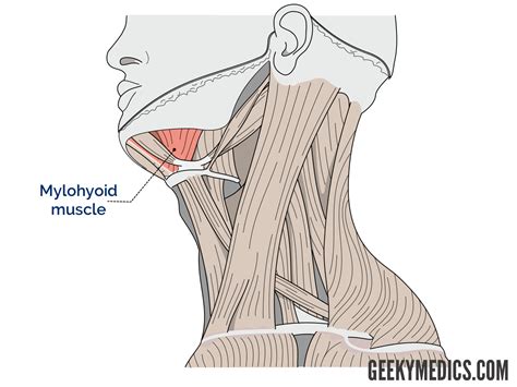 Suprahyoid and Infrahyoid Muscles | Hyoid Muscles | Geeky Medics