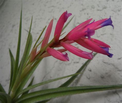 Tillandsia aeranthos in bloom How Do I Get, Tillandsia, Plant Lady, Air Plants, Bloom, Crazy