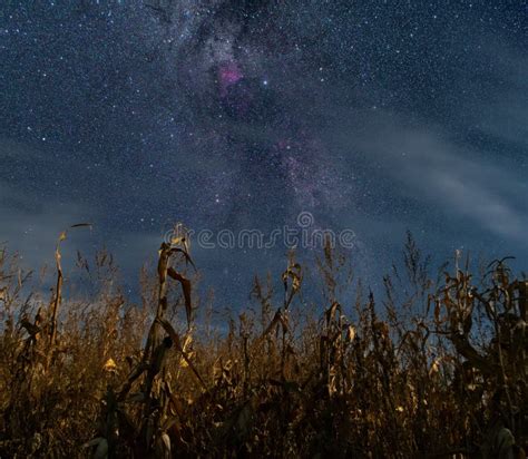 Corn Field at Night, Night in Fall, Starry Sky Stock Photo - Image of ...