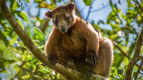 Endangered Australian wildlife to be captured in photography | St George & Sutherland Shire ...