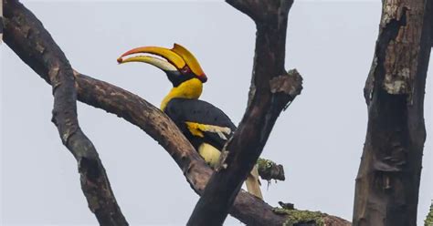 Great Hornbill Behavior - AnimalBehaviorCorner