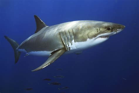 Great White Shark Mating