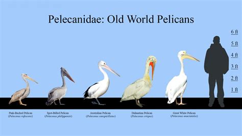 Old World Pelicans Size Chart | Chart, Old world, Pelican