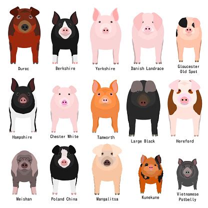 Pigs Chart With Breeds Name Stock Illustration - Download Image Now - iStock