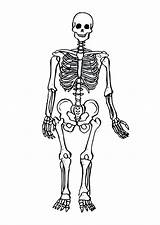 Skeletal System Coloring Pages At GetColoringscom  Free Printable sketch template