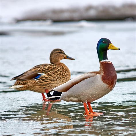 Ducklings: Mallard - Female - My Pet Chicken