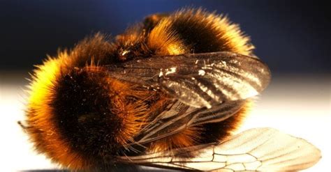 Researchers Find that Parasitic Flies are Turning Bees Into Zombies ...