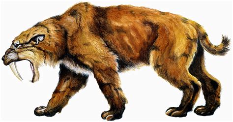 Sabre-Toothed Tiger Wallpapers Images Photos Pictures Backgrounds