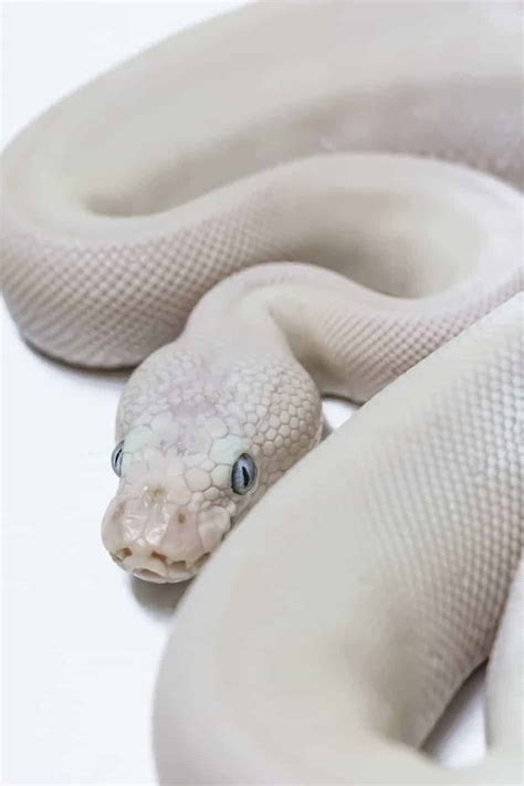 Blue Eyed Leucistic Ball Pythons: Everything You Need to Know - Embora Pets