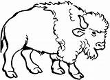 Buffalo Coloring Pages Water Field Ox Standing Template Library Clipart  sketch template