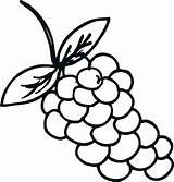 Grapes Coloring Pages  Best For Kids sketch template