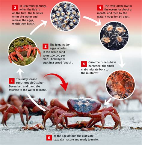 Why do Christmas Island crabs swarm every year? | Science Illustrated