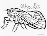Cicada Worksheets For Kids Sketch Coloring Page sketch template