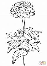 Coloriage  Zinnia Elegans Coloriages à Imprimer Gratuits sketch template