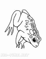 Realistic Frog Coloring Book Page sketch template