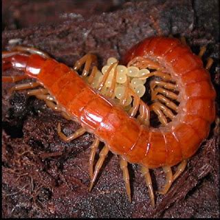 What is an Arthropod - Characteristics and examples of arthropods