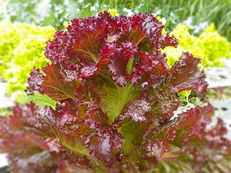 Red Leaf Lettuce – Sunria