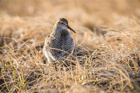 Pectoral Sandpiper in breeding plumage against blurred background — wild, outdoors - Stock Photo ...