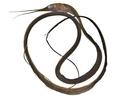 19 Snipe Eel Facts - Facts.net