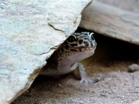 Common Leopard Gecko - Facts, Diet, Habitat & Pictures on Animalia.bio