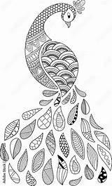 Vector Illustration Adult Coloring Book Page Doodle Abstract Peacock  sketch template