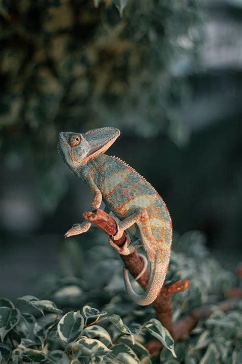 Green and Purple Chameleon · Free Stock Photo