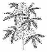 Mimosa Flower Flowers coloring Pages – Artofit sketch template