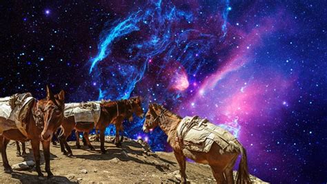 A Pilgrimage of Donkeys: A creation story – TOPIA Magazine