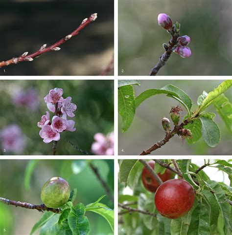 File:Nectarine Fruit Development.jpg - Wikipedia