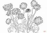 Gerbera Daisies coloring Page  Free Printable Coloring Pages sketch template