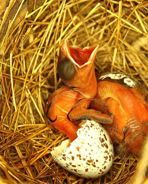 Cardinal Hatching | Shutterbug