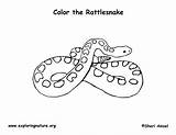 Rattlesnake Coloring Page sketch template