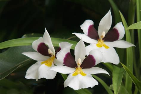 Miltonia orchid plant care and culture | Travaldo's blog