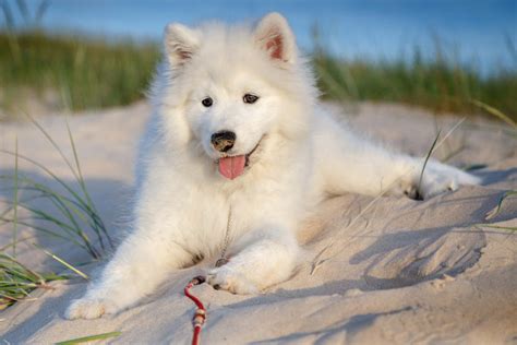 Are Samoyeds Good First Time Dogs