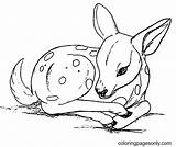 84 Deer Coloring Pages  ColoringPagesOnlycom sketch template