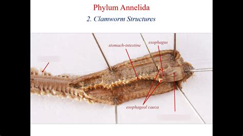 Clam Worm Anatomy