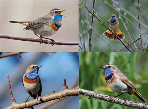 Photos de tous les oiseaux migrateurs avec descriptions détaillées