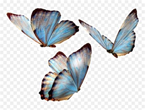 #butterfly #butterflies #nature #png #overlay #overlays - Transparent Background Butterfly Png ...