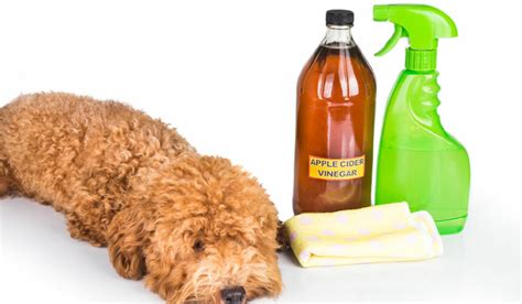 Manage flea and tick infestations with these home remedies » TheHealthDiary.com