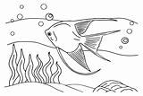 30  Angelfish Coloring Pages Free Printable PDF JPG PNG & Online sketch template