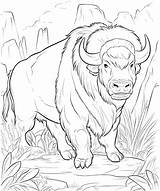 Premium Vector  American bison In The Wild coloring Page For Kids sketch template